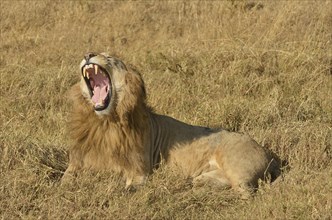 Yawning male Lion (Panthera leo), with a mane, Ngorongoro, Serengeti, Tanzania, Africa