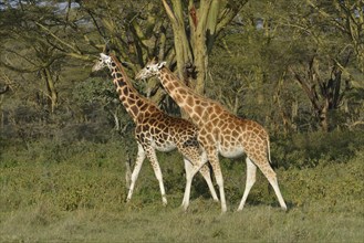 Rothschild Giraffes or Ugandan Giraffes (Giraffa camelopardalis rothschildi), Lake Nakuru National