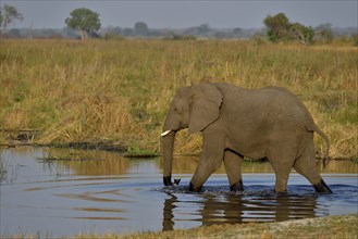 Elephant (Loxodonta africana) in the Cuando River, Bwabwata National Park, Zambezi Region, Caprivi