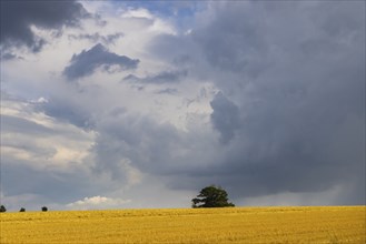 Rain clouds over fields in babisnauch on the outskirts of Dresden