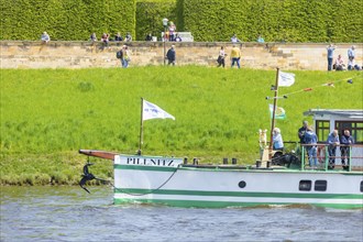 Steamship parade of historic paddle steamers in front of Pillnitz Palace