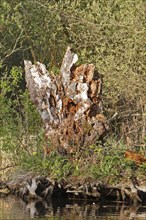 Deadwood, secondary habitat, remnant of a tree, Peene Valley River Landscape nature park Park,