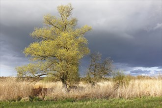 Willow trees in spring with reeds on the banks of the Peene River, Peene Valley River Landscape