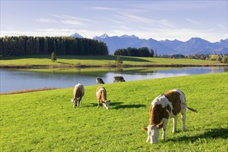 Cows in a meadow, at the Forggensee, pasture, Allgäu Alps, Allgäu, Bavaria, Germany, Europe