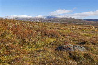 Dovrefjell National Park in autumn, mountains with snow, Oppdal, Norway, Europe