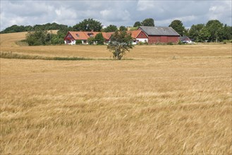 Field of ripe barley in front of a farm in southern Scania, Sweden, Scandinavia, Europe