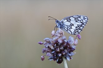 Marbled white (Melanargia galathea) in cold torpor on the flower of rocambole (Allium