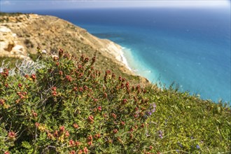 (Sarcopoterium spinosum) Thornbush meadow-knap at Cape Aspro near Pissouri, Cyprus, Europe