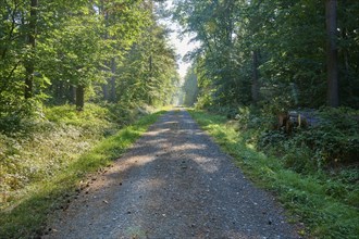 Gravel road, forest, sun, morning, Hardheim, Odenwald, Baden-Württemberg, Germany, Europe