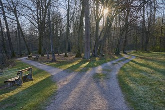 Public park with forked path and sun in spring, Amorbach, Odenwald, Bavaria, Germany, Europe