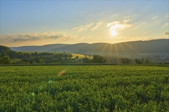 Sunrise over over soybean field in spring, Großheubach, Miltenberg, Spessart, Bavaria, Germany,