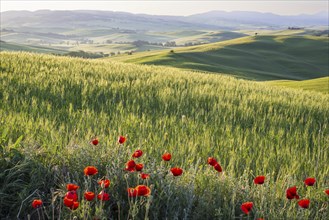 Landscape at sunrise around Pienza, Val dOrcia, Orcia Valley, UNESCO World Heritage Site, Siena