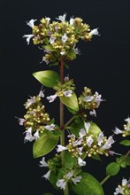 Oregano (Origanum vulgare), true dost, labiates family, used as a spice plant and medicinal herb