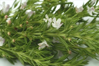 Summer savory (Satureja hortensis), also garden savory, true savory, pepperwort, family of the