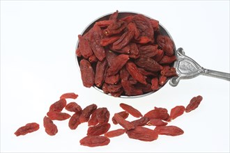 Goji, goji berries (Lycium barbarum), fenugreek, plant species of the nightshade family. Common