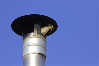 Sparrow in chimney, building material in beak, blue sky, Madonie National Park, Sicily, Italy,