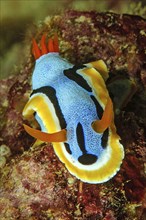 Nudibranch (Chromodoris annae) with extended long antennae crawls over feeding sponges (Porifera)