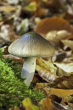 Blue-girdled webcap (Cortinarius collinitus) showing stem covered by bluish, lilac slime veil