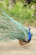 Indian peafowl (Pavo cristatus) spread one's tail (feathers) on the ground, Spain, Europe