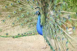 Indian peafowl (Pavo cristatus) spread one's tail (feathers) on the ground, Spain, Europe