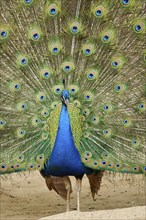 Indian peafowl (Pavo cristatus) spread one's tail (feathers) on the ground, Spain, Europe