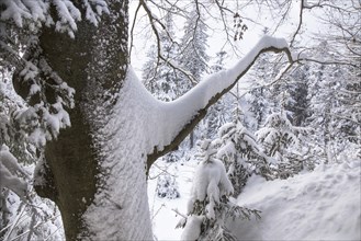 Branch of beech tree (Fagus sylvatica) laden with snow after snowfall in mixed forest in winter