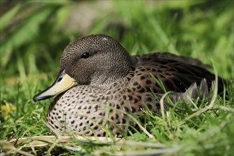 Brown-headed duck or yellow-billed teal (Anas flavirostris), captive, occurring in South America