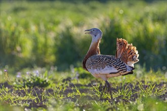 Great bustard (Otis tarda) mating male, heaviest flying bird, La Serena steppe area, Extremadura,