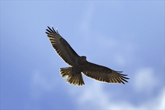 Common buzzard (Buteo buteo) in flight, Germany, Europe