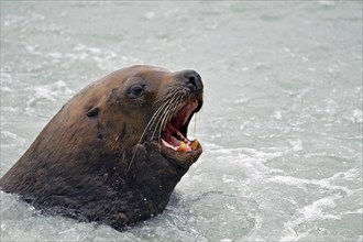 Steller sea lion (Eumetopias jubatus) surfacing with open mouth, Prince William Sound, Alaska, USA,