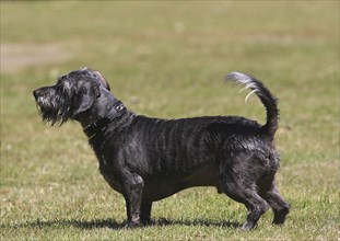 Dachshund Shih Tzu mix (Canis lupus familaris), male 4 years, standing sideways on the meadow,