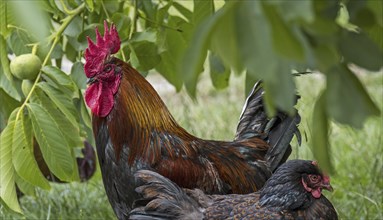 Barnevelder cock and hen, Dutch poultry breed of domestic chicken on free range farm