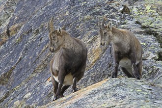 Alpine ibex (Capra ibex) female with young in rock face in winter in the Gran Paradiso National