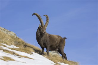Alpine ibex (Capra ibex) male foraging in the snow on mountain slope in winter in the European Alps
