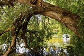 Tree in and on the river Lahn, Limburg an der Lahn, Hesse, Germany, Europe