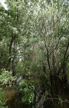 Trees, bushes and shrubs grow in the water on a side arm in the Danube Delta. UNESCO Danube Delta