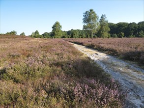 Heath blossom in the Lüneburg Heath nature Park, criss-crossed by a cycling and hiking trail. The