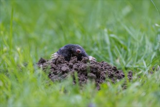 European mole (Talpa europaea), Germany, Europe