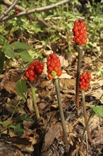 Common arum (Arum maculatum) ripe fruits, Allgäu, Bavaria, Germany, Europe