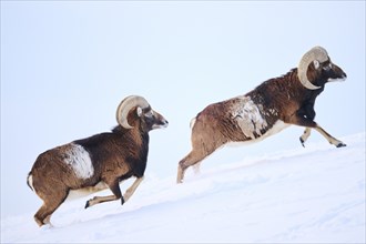 European mouflon (Ovis aries musimon) rams on a snowy meadow in the mountains in tirol, Kitzbühel,