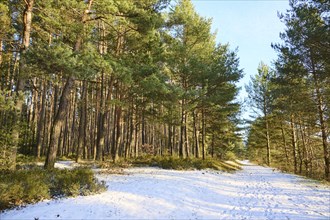 Trail going through a Scots pine (Pinus sylvestris) forest, snow, Upper Palatinate, Bavaria,