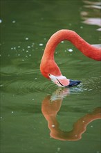 Greater flamingo (Phoenicopterus roseus), portrait, water, Bavaria, Germany, Europe