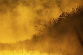 Morning atmosphere, sunrise, fog, floodplain forest, Lower Austria