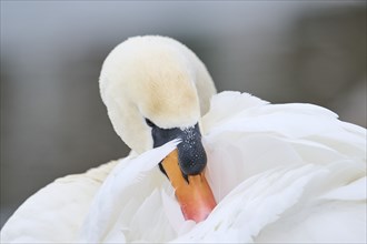 Mute swan (Cygnus olor), portrait, detail, Bavaria, Germany Europe