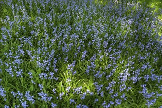 Blooming bluebells (hyacinthoides), Stadtpark Lahr, Baden-Württemberg, Germany, Europe