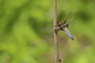 Broad-bodied chaser (Libellula depressa) Male with open wings on plant stem at garden pond, Wilden,