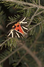 Moth jersey tiger (Euplagia quadripunctaria), Valais, Switzerland, Europe