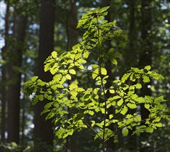 Leaves of a young oak (Quercue) in the backlight, Bavaria, Germany, Europe