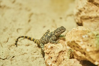 Roughtail rock agama (Laudakia stellio) on a rock, captive, Bavaria, Germany, Europe