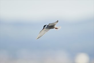 Whiskered tern (Chlidonias hybrida) flying in the sky, hunting, ebro delta, Catalonia, Spain,